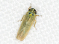 Macrosteles laevis